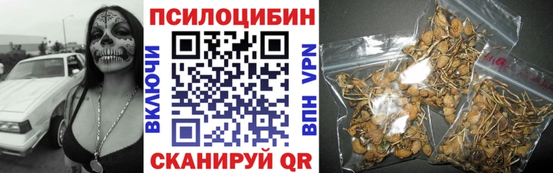 MEGA маркетплейс  Новозыбков  Псилоцибиновые грибы Psilocybe 